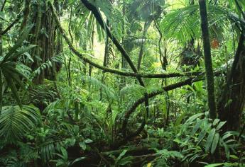 Llama WWF a conservar los bosques tropicales del mundo