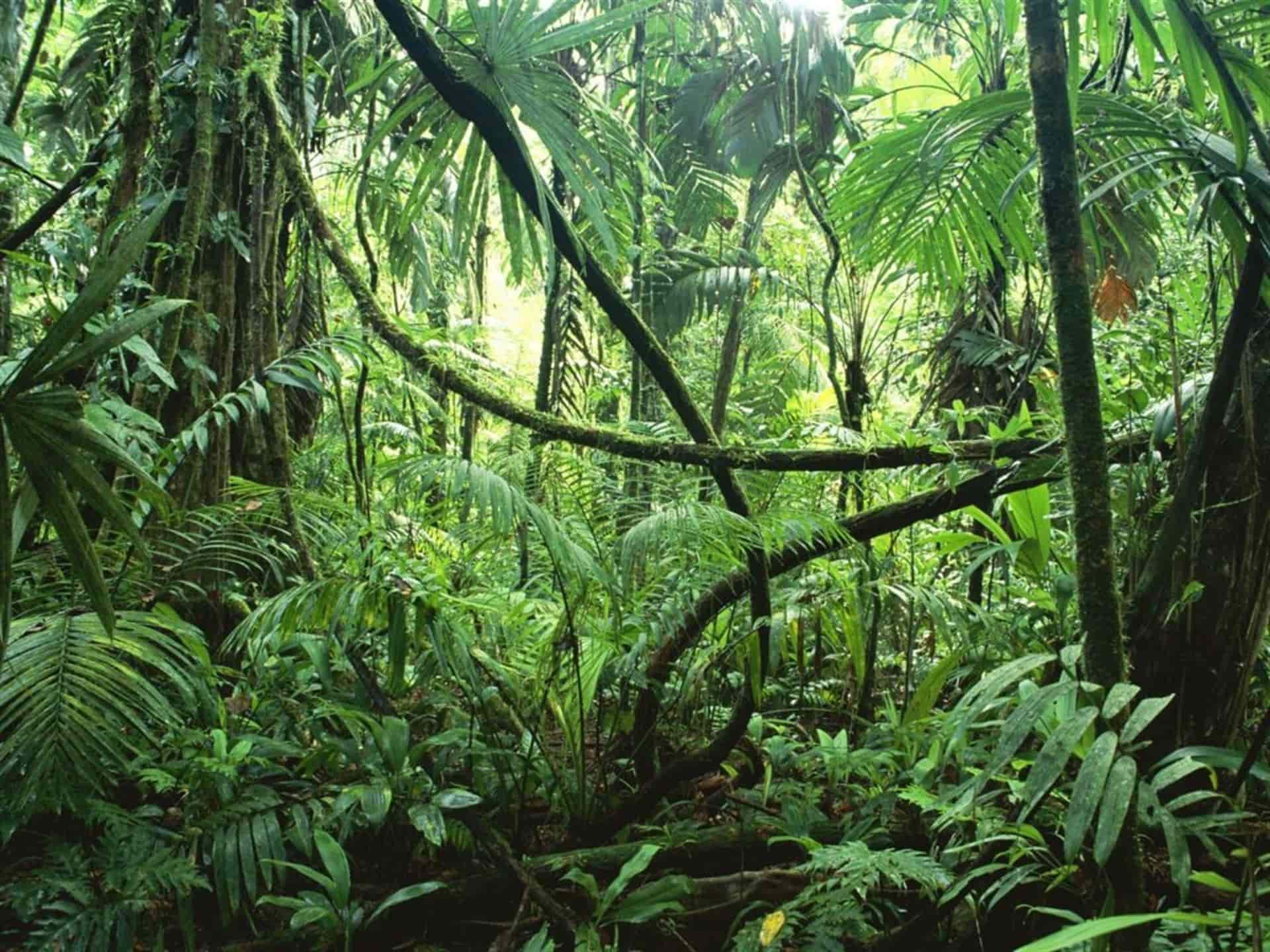 Llama WWF a conservar los bosques tropicales del mundo