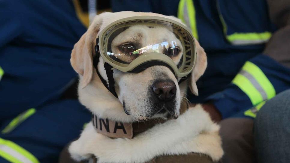 Marina jubila a Frida, la perrita rescatista del 19-S