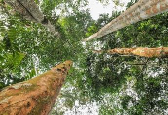 Algunas especies de árboles pueden intensificar las sequías