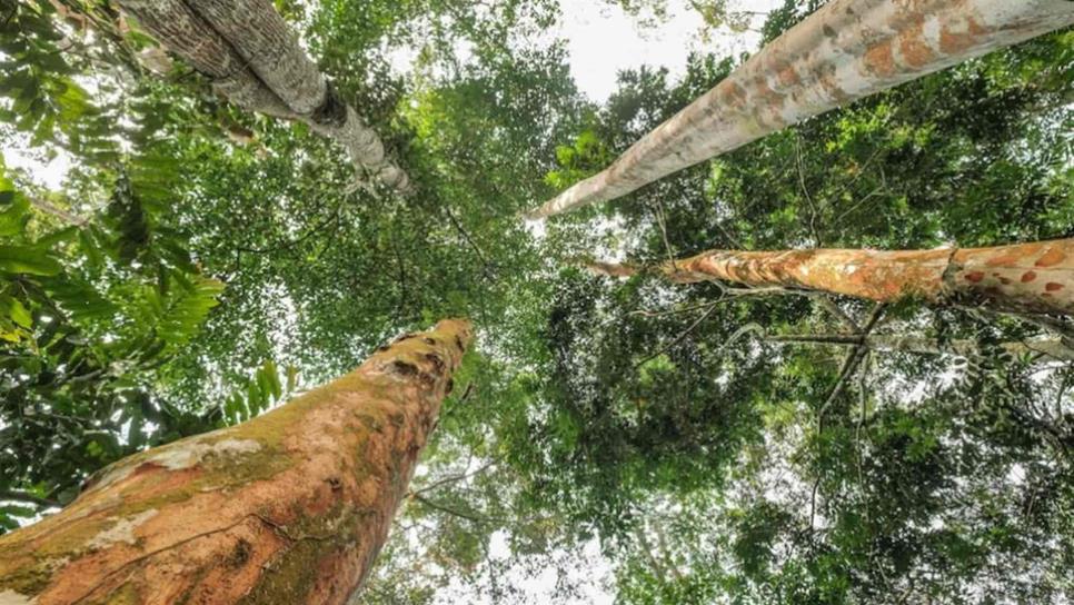 Algunas especies de árboles pueden intensificar las sequías