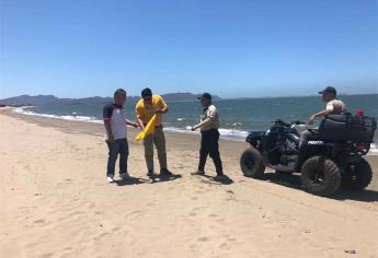 Bandera amarilla en El Maviri; disminuye presencia de aguamalas