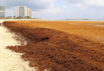 Alertan de desplazamiento de isla de sargazo hacia México