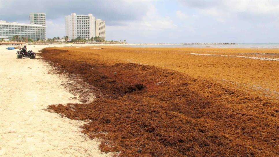 Alertan de desplazamiento de isla de sargazo hacia México