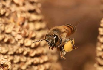 Abejas polinizadoras resienten afectaciones por cambio climático