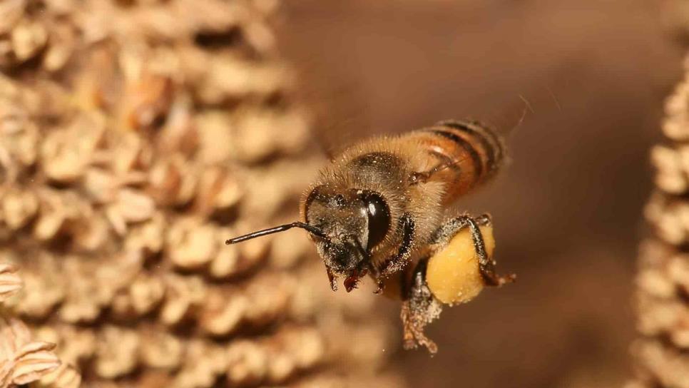 Abejas polinizadoras resienten afectaciones por cambio climático