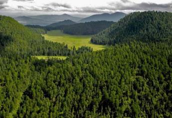 México celebra en julio a sus bosques, indispensables para la vida