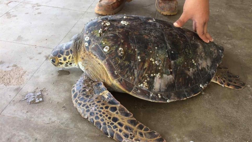 Biólogos de UAS y voluntarios liberan tortuga de red