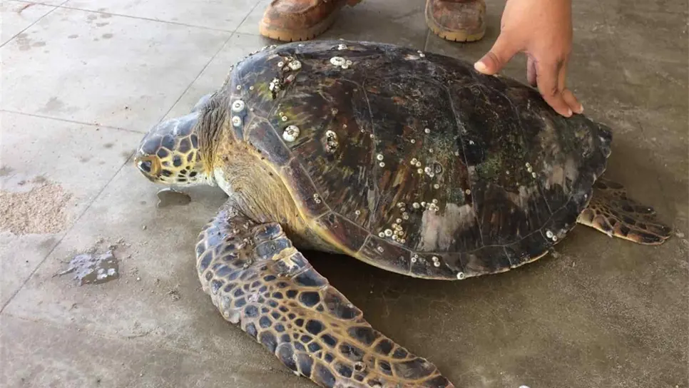 Biólogos de UAS y voluntarios liberan tortuga de red