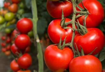 Advierten daños de 350 mdd por arancel de EUA al tomate