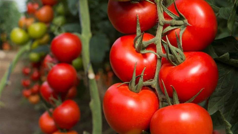 Advierten daños de 350 mdd por arancel de EUA al tomate