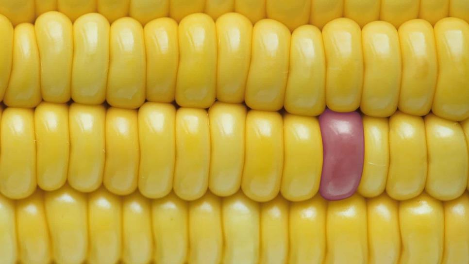 Baja precio del maíz a $3 mil 990 por tonelada