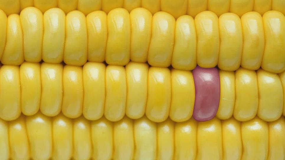 En caída libre precio a futuro del maíz