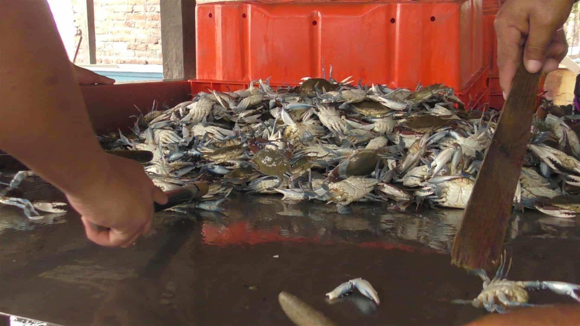 Levantan veda de jaiba hembra