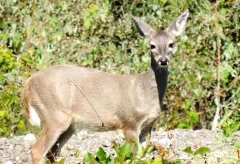 Baja probabilidad de sobrevivencia de especies en México