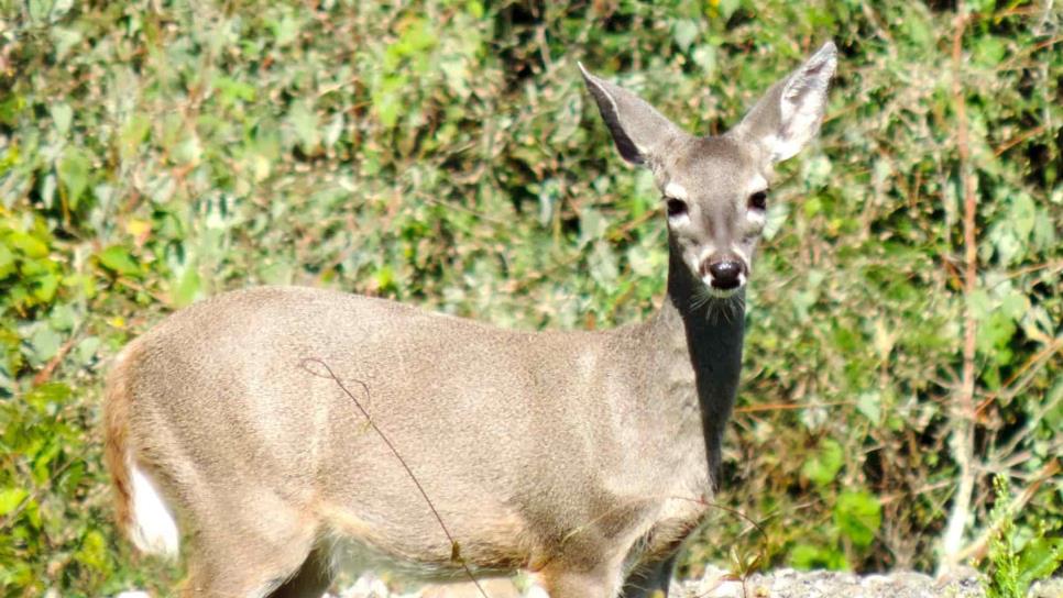 Baja probabilidad de sobrevivencia de especies en México