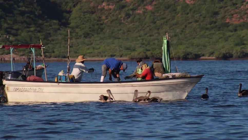 Acusan pescadores saqueos en plena veda del camarón