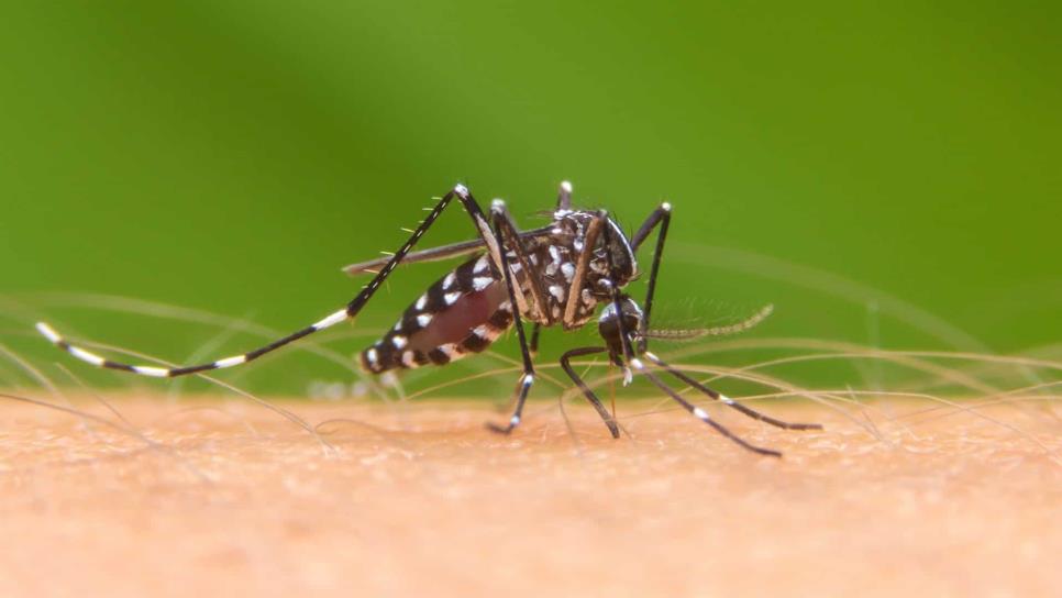 Reporta Nicaragua 697 nuevos casos de dengue en nueve días