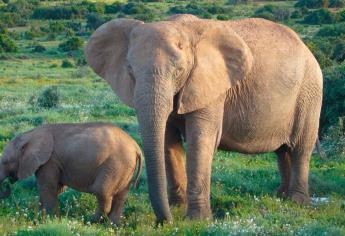 Elefantes africanos de bosque son aliados contra el cambio climático