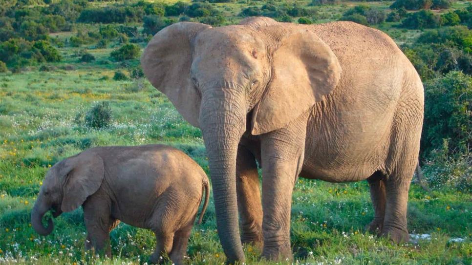 Elefantes africanos de bosque son aliados contra el cambio climático