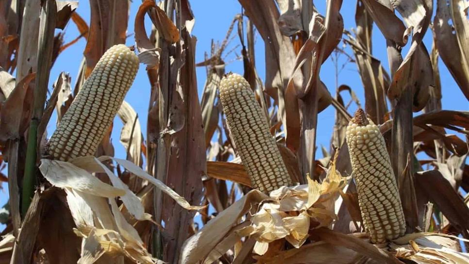 Precio del maíz toma tendencia negativa