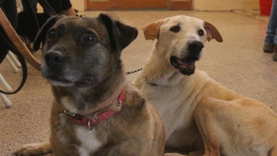 Esterilizarán perros y gatos en Los Mochis