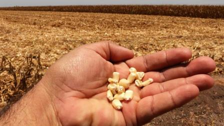 Productores esperarán a diciembre para sembrar maíz; pedirán reasignación de agua Productores esperarán a diciembre para sembrar maíz; pedirán reasignación de agua