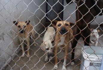 Comederos para perros son un riesgo para los canes: especialista