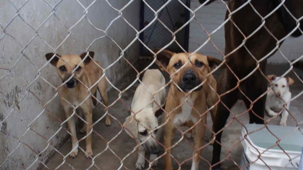 Comederos para perros son un riesgo para los canes: especialista