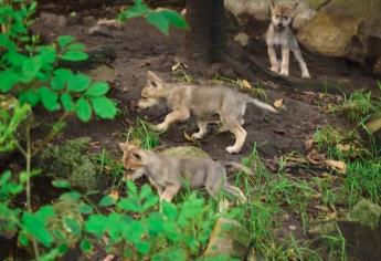 Destaca ONU papel de México en la conservación de especies