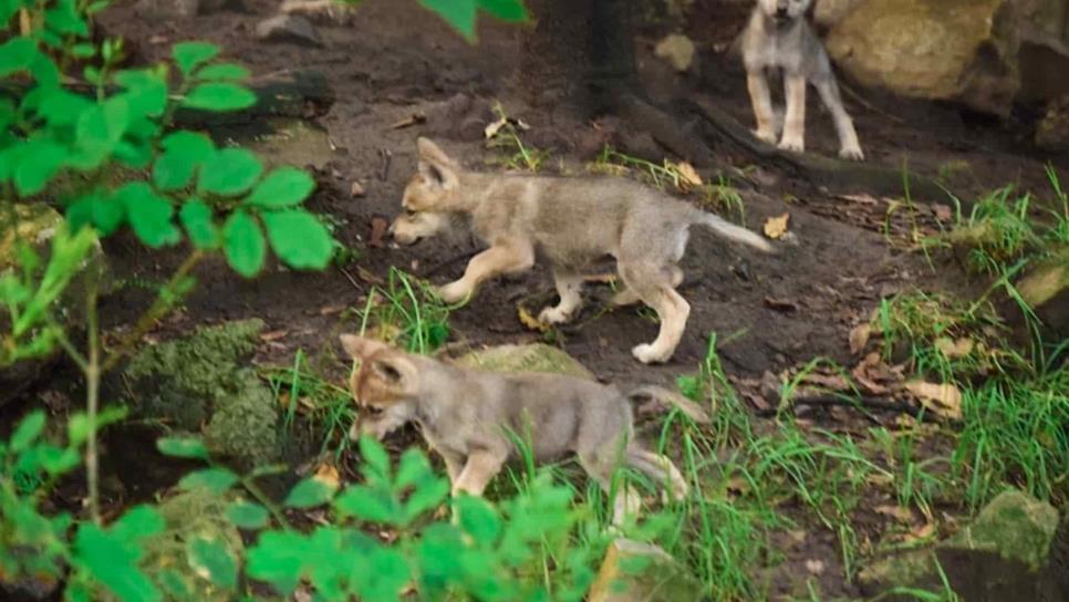 Destaca ONU papel de México en la conservación de especies