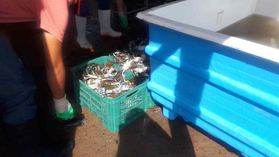 Furtivos acabaron con la jaiba café en plena veda: pescadores