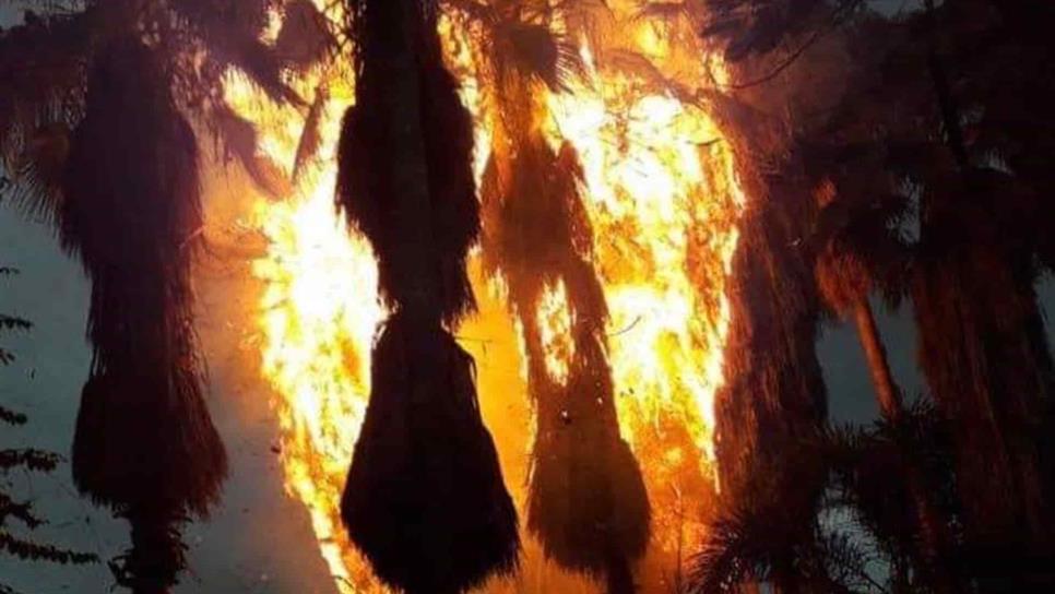 Se queman 14 palmas en el Jardín Botánico de Culiacán Se queman 14 palmas en el Jardín Botánico de Culiacán
