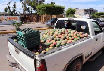 Detienen a 3 personas por robo hormiga de mango en Escuinapa