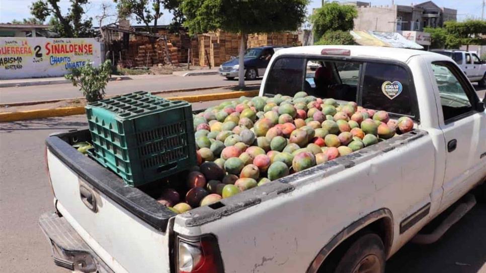 Detienen a 3 personas por robo hormiga de mango en Escuinapa Detienen a 3 personas por robo hormiga de mango en Escuinapa