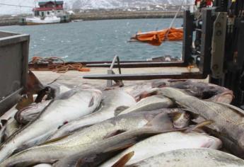 Vedan pesca de bacalao en mar Báltico ante descenso de especie