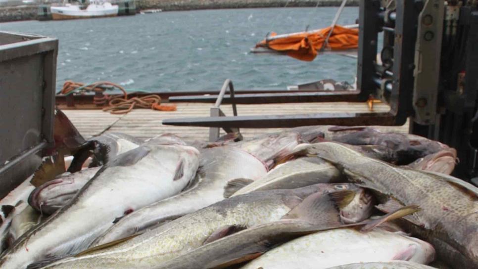 Vedan pesca de bacalao en mar Báltico ante descenso de especie