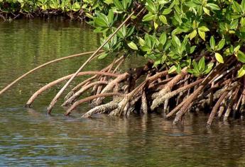 Destina Conafor 100 mdp para conservación de manglares en México
