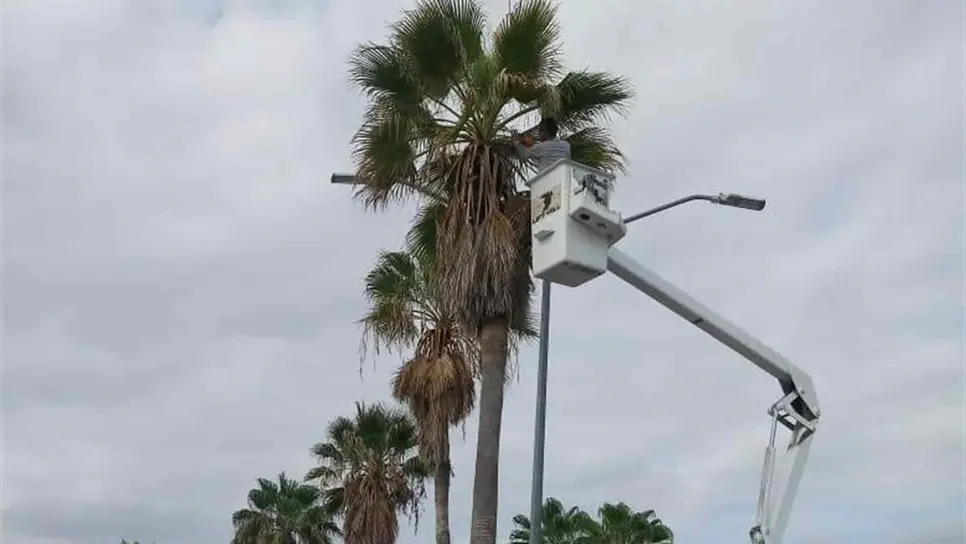 Dan mantenimiento a más de 200 palmeras en Culiacán