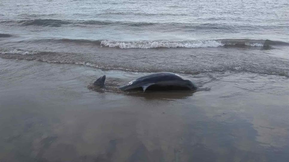 Hallan un delfín muerto en El Maviri