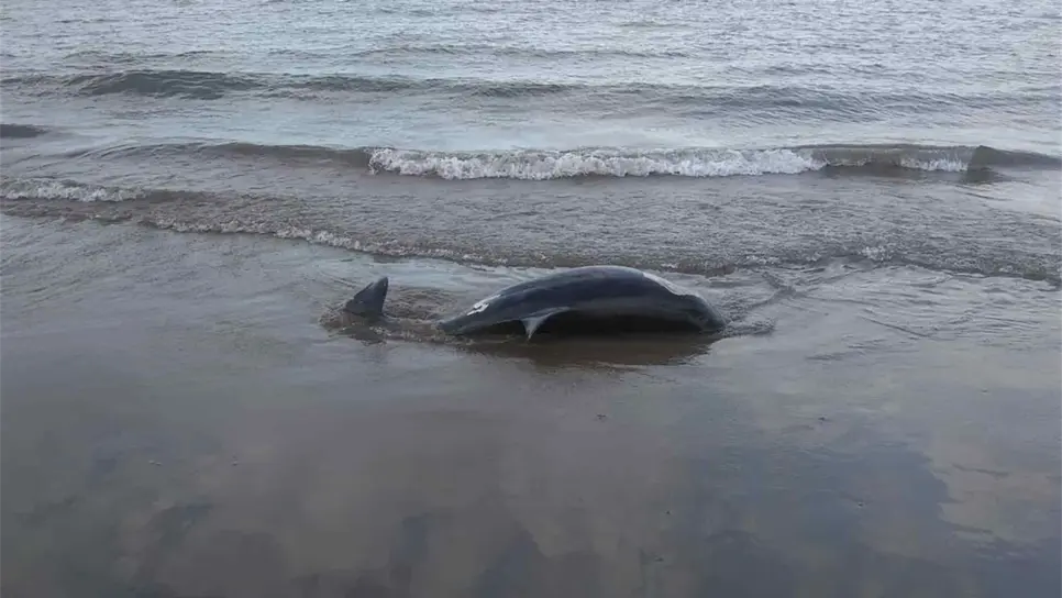 Hallan un delfín muerto en El Maviri