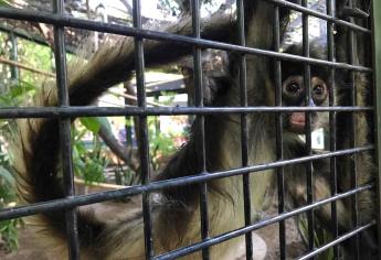Recibe Zoológico de Culiacán a dos monos araña decomisados