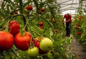 Tomateros exigen medidas espejo contra productos de EUA