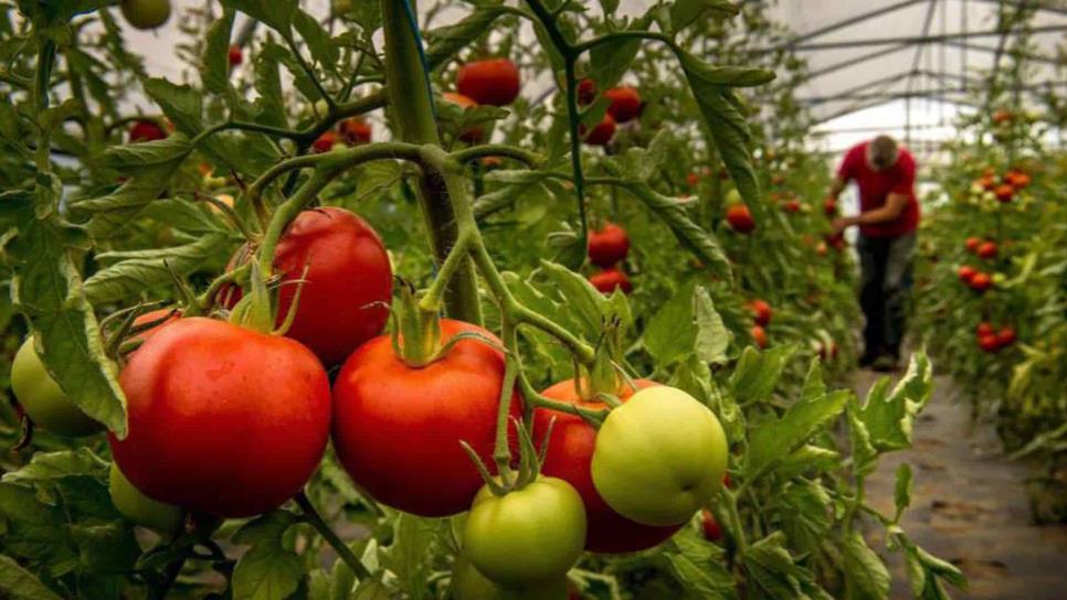 México y EUA terminan guerra comercial por el tomate