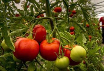 Crece incertidumbre por arancel al tomate