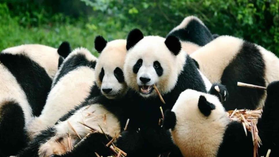 Pandas gigantes tendrán extenso parque nacional en China