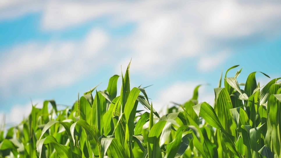 Futuros de maíz bajan a $3 mil 479