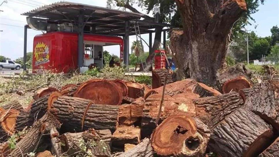 Tala de álamo en la San Fernando, fue de manera irregular: Solángel Sedano