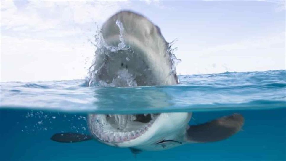 Confirman tres ataques de tiburón en playas de Florida