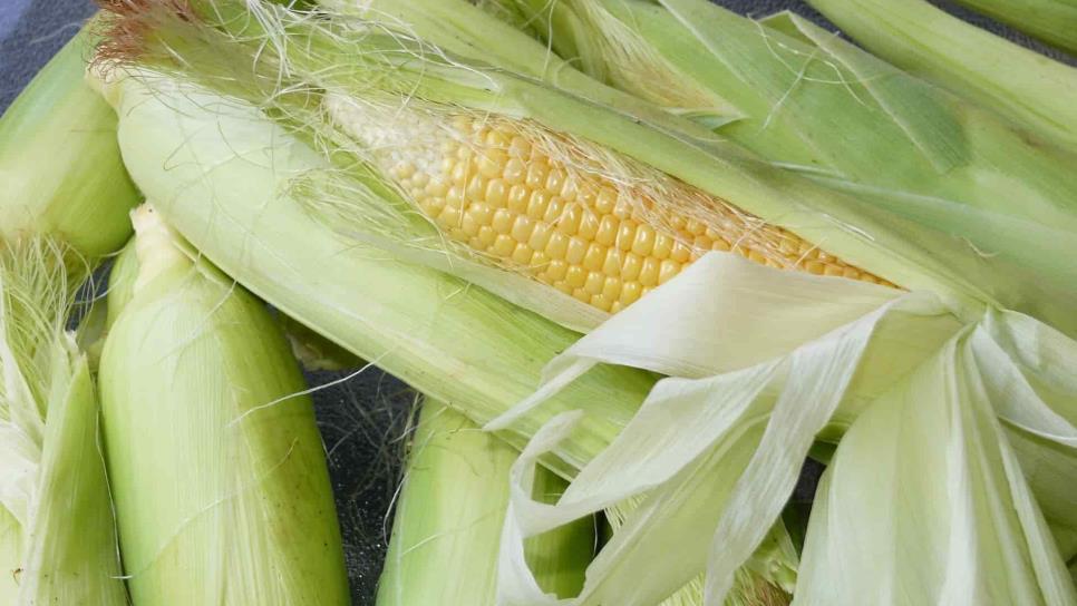 Precio del maíz ha perdido 30.6 dólares en los últimos 4 meses